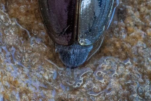 Gyrinus sp.